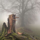 Succumb - Yarner Wood, Dartmoor National Park, Devon