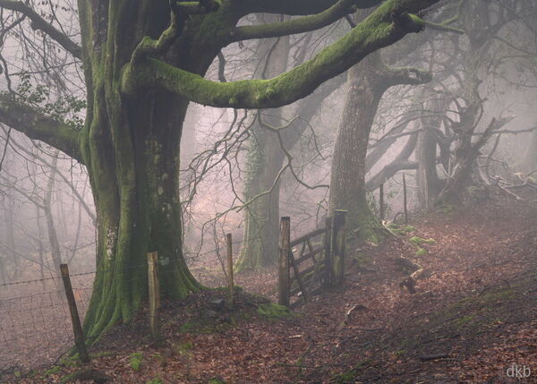 Conclusion - Yarner Wood, Dartmoor National Park, Devon