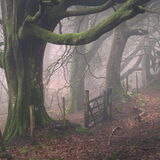 Conclusion - Yarner Wood, Dartmoor National Park, Devon