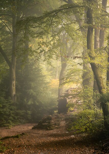 Wait - Haldon Forest, Devon