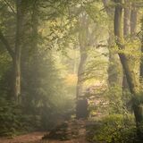 Wait - Haldon Forest, Devon