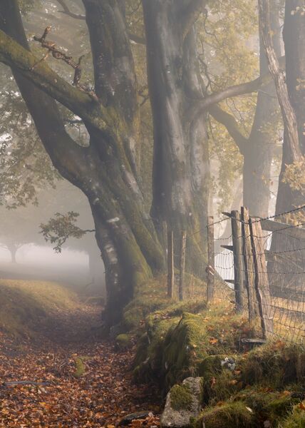 Duplicity - Yarner Wood, Dartmoor National Park, Devon