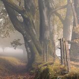 Duplicity - Yarner Wood, Dartmoor National Park, Devon