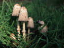 Shaggy Ink Cap fungi