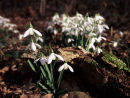 Snowdrops