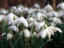 Snowdrops