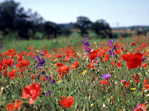 Images of Wild flowers