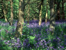 Bluebells