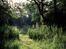 Alder carr woodland