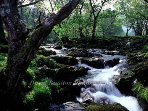Images of a Stream