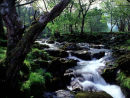 Stream (from mountain to sea)