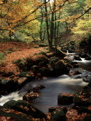 Beech trees, Padley Gorge