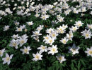 Wood Anemone