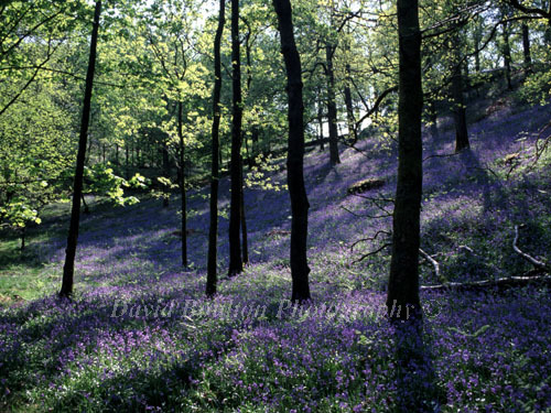 Images of Nature
