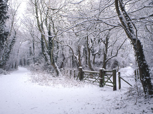 Images of Winter