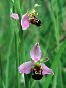 Bee Orchids