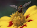 Hover-fly on French Marigold