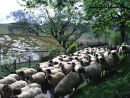 Road full of...sheep!