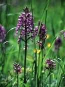 Military Orchid