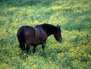 Horse in buttercups