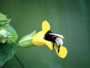 Bumble bee asleep in Mimulus flower