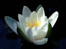 Waterlily