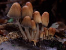 Glistening Ink Cap fungi
