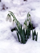 Snowdrops in the snow