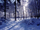 Winter wonderland