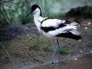 Avocet
