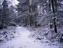 Snow in local wood