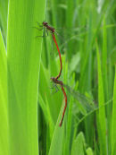 Large red damselflies mating