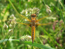 Scarce Chaser
