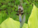 Brad Bodied Chaser