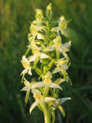 Lesser Butterfly Orchid
