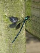 Banded demoiselle (with damaged wing)