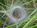 Tunnel spiders web