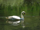 Swan