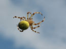 Spider flying through the sky