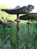 Parasol fungi