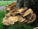 Giant Polypore fungi