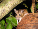 Wood mouse on coconut feeder