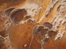 Close up - underneath a bracket fungi