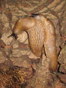 Slugs mating