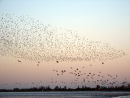 Huge flock of Golden Plover