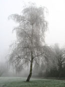Hoar Frost & ice tree