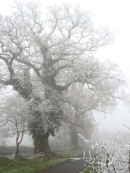 Oak tree covered in hoar Frost
