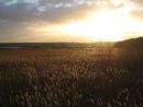 Reedbeds as the sun starts to set