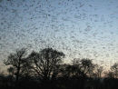 Rookery at sunset