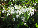 Snowdrops